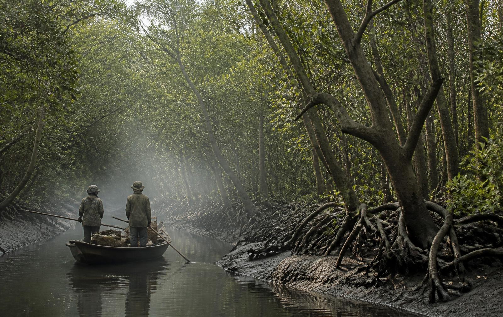 Collectors moving through a mangrove creek in the Sundarbans